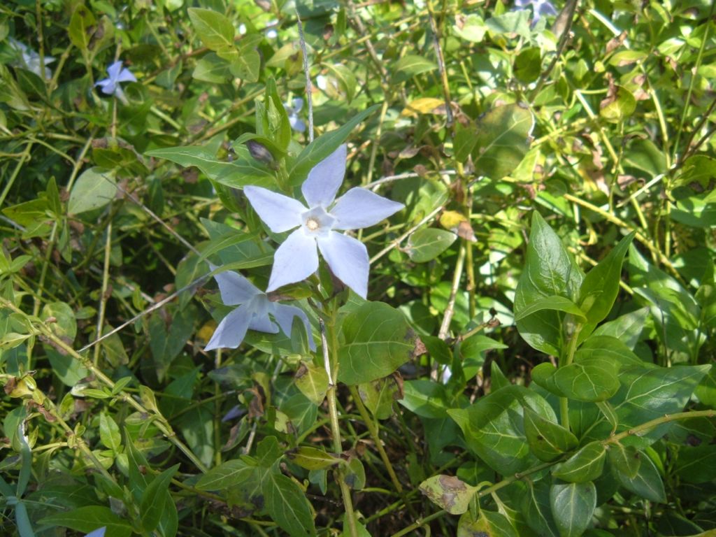 Vinca sardoa